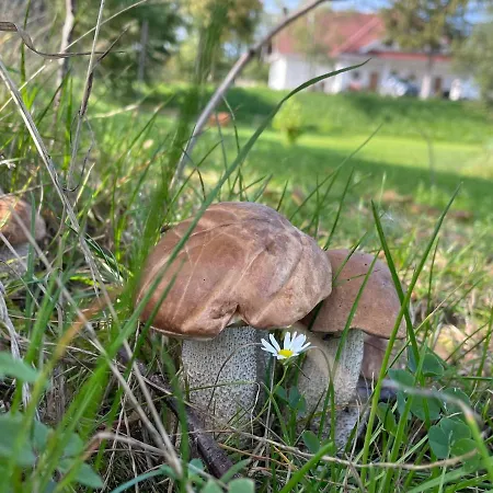 Mazurski Dworek Gledy Maison d'hôtes *