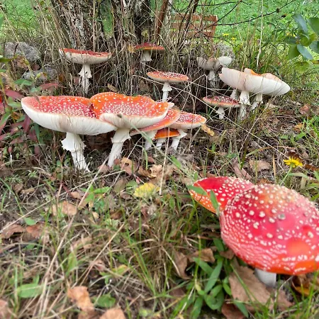 Ataraxia-gledy Pensión