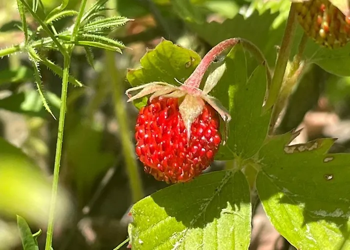 Ataraxia-gledy Pensjonat