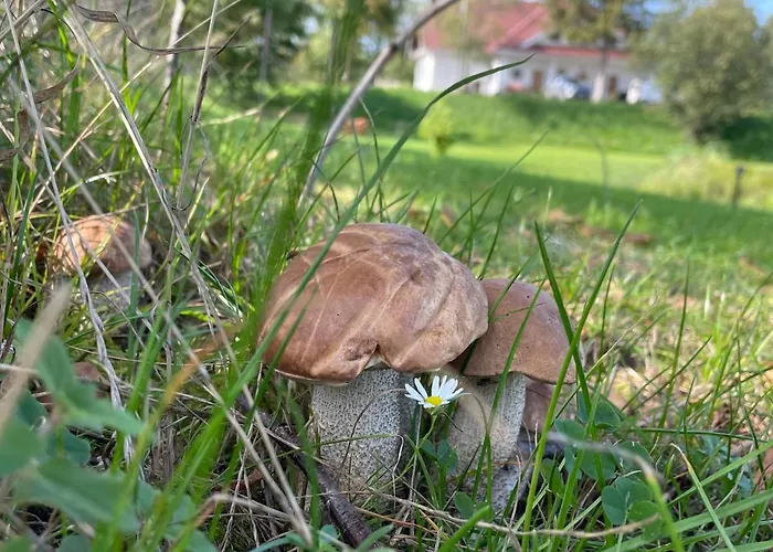 Ataraxia-gledy Pensjonat *